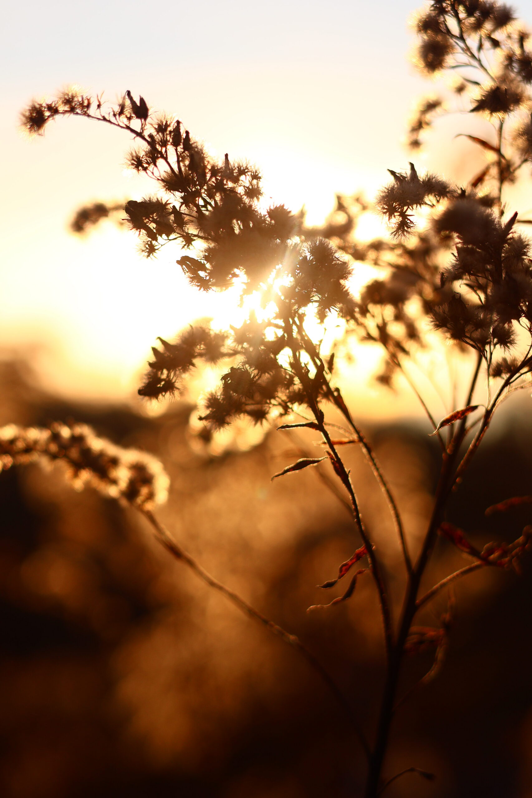Coffret Encens Murmure Végétal – Image 4