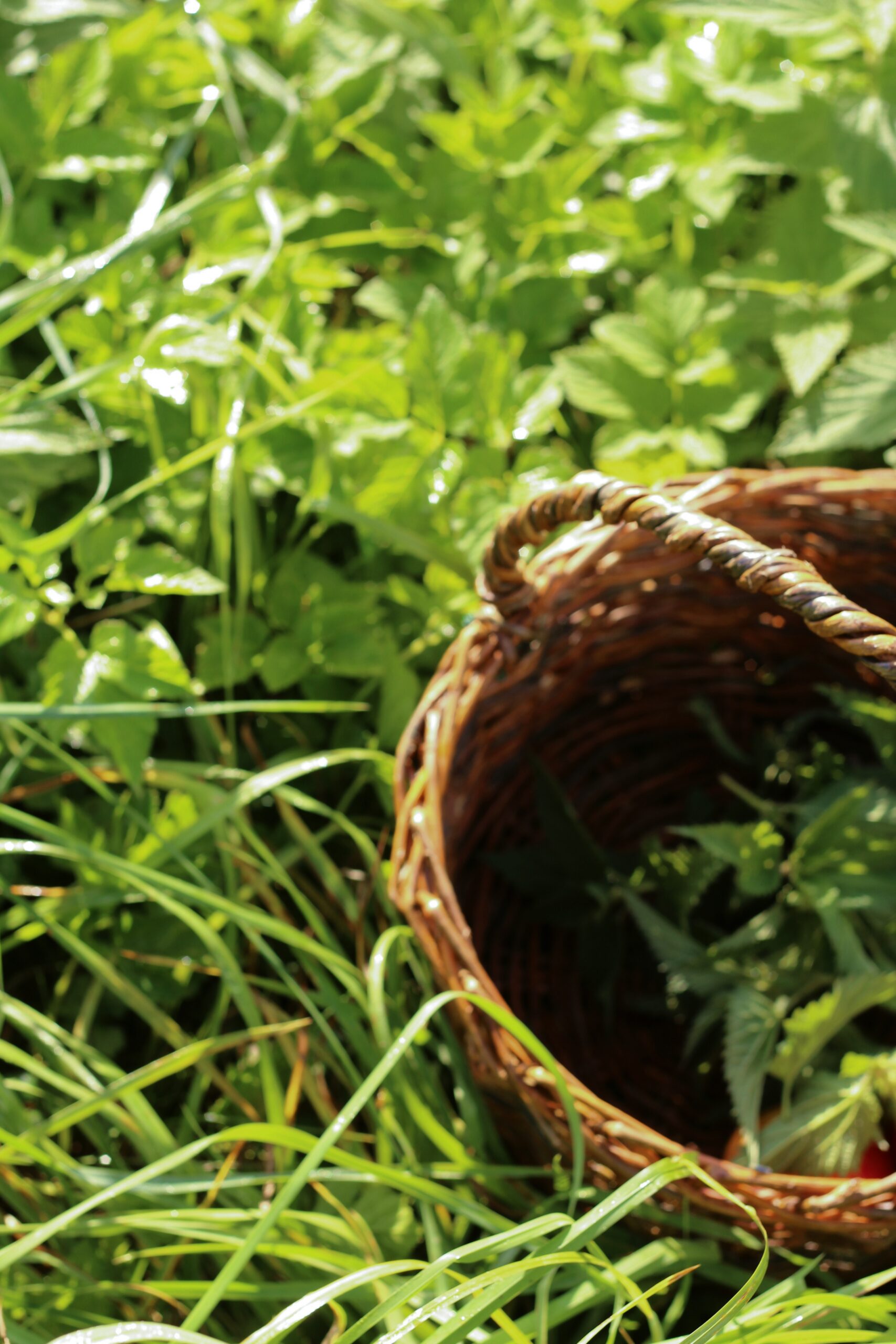 Coffret Encens Murmure Végétal – Image 9