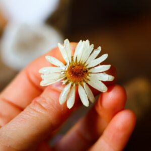 Broche Marguerite