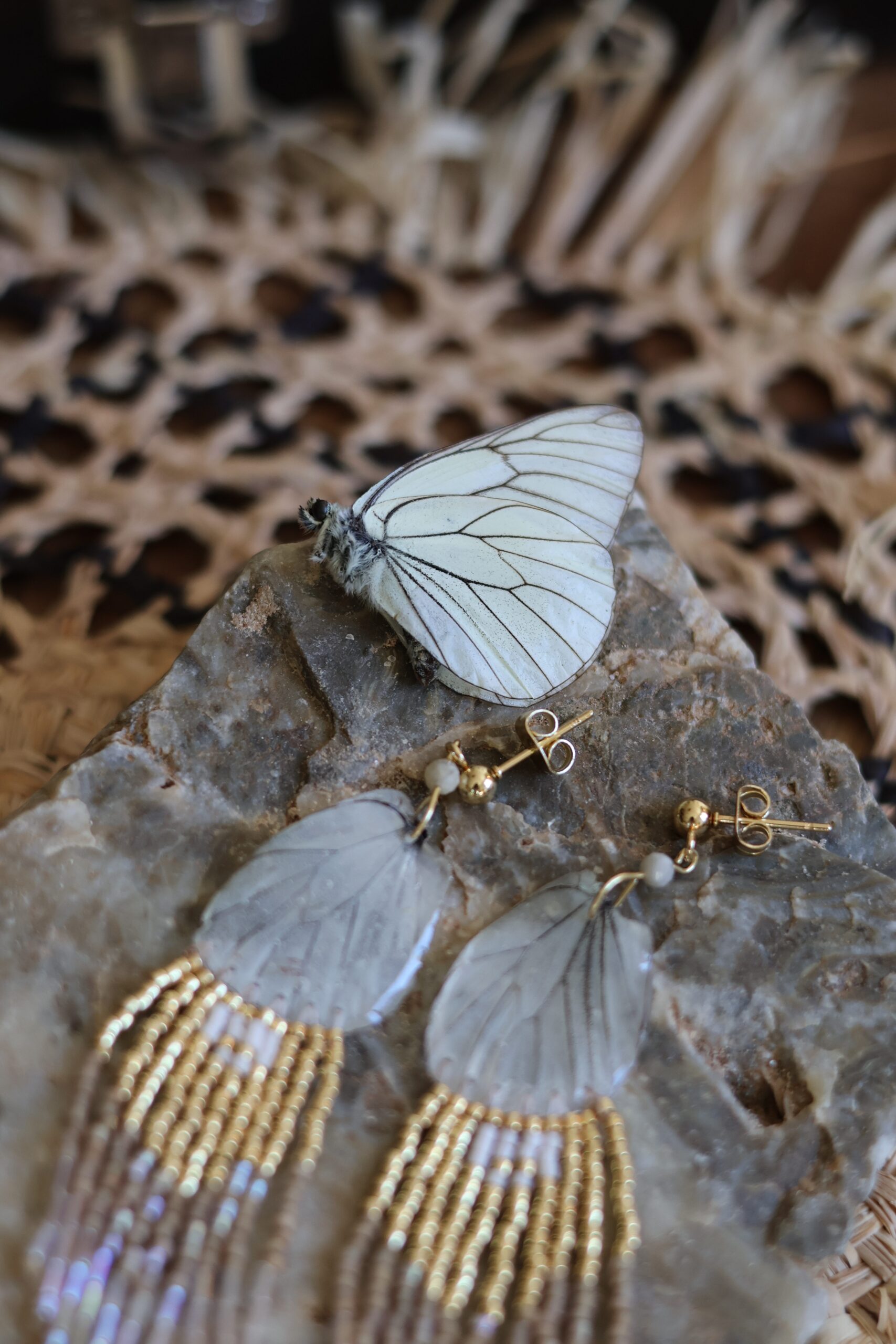 Collection papillon – Image 3