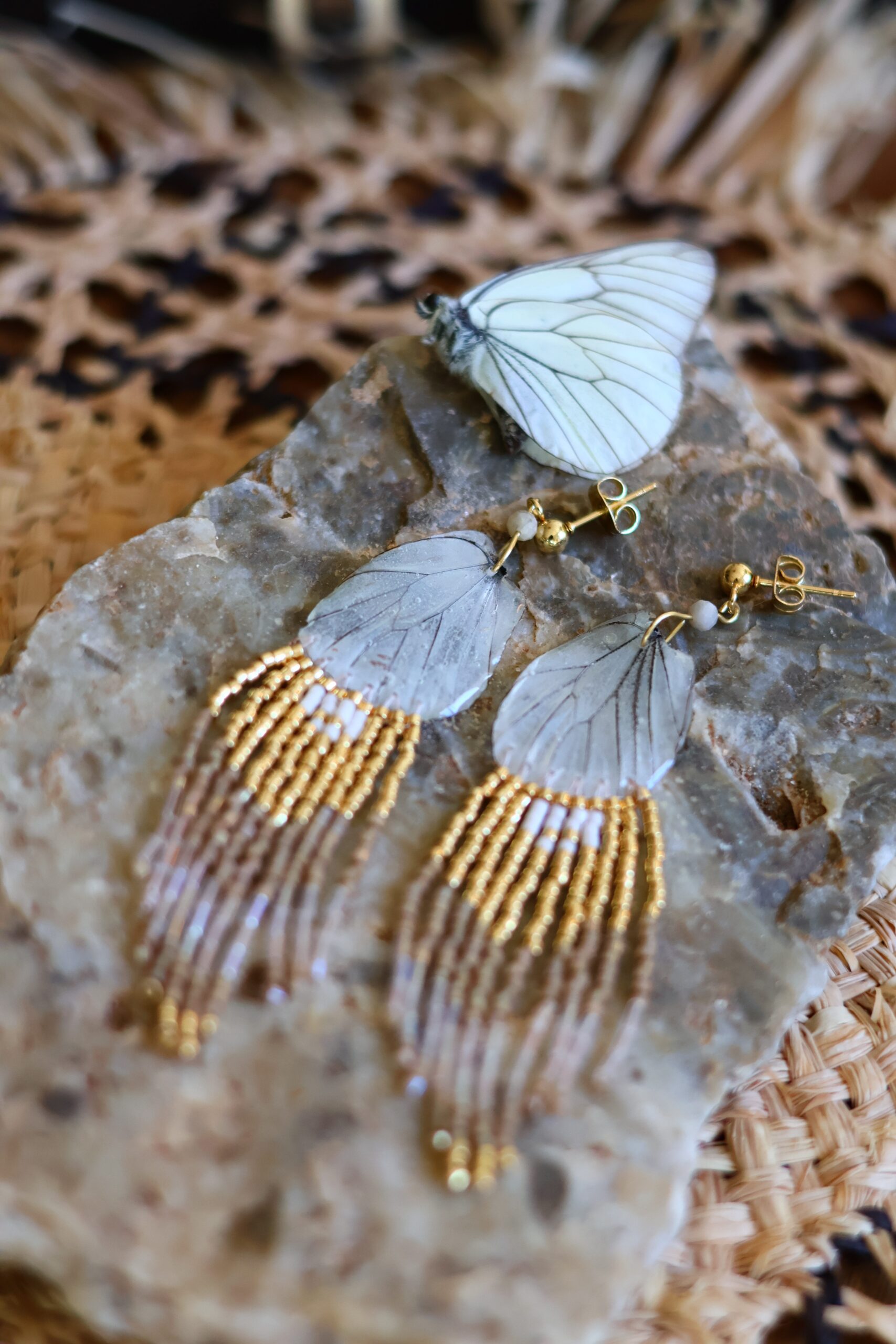 Collection papillon – Image 4