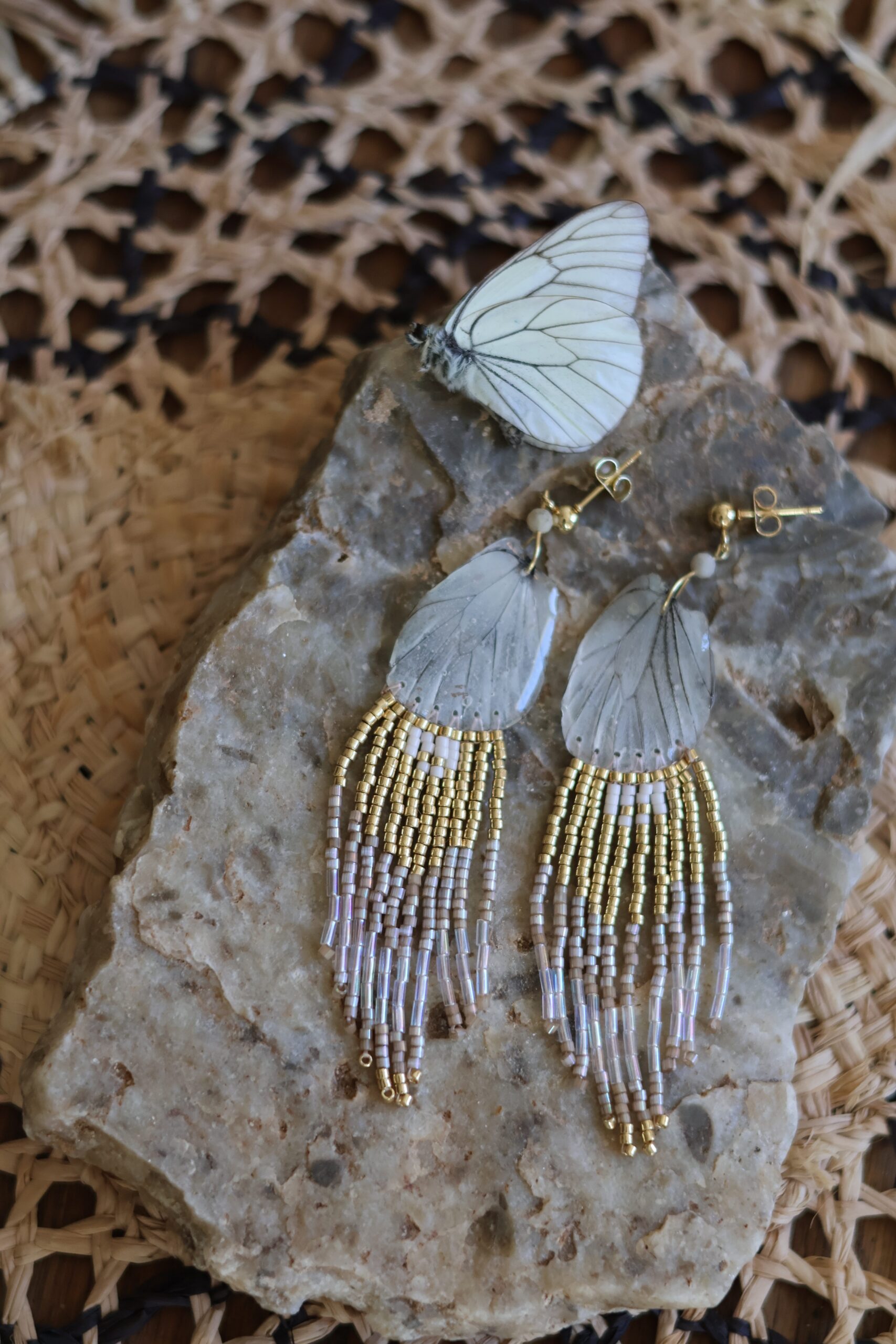 Collection papillon – Image 5