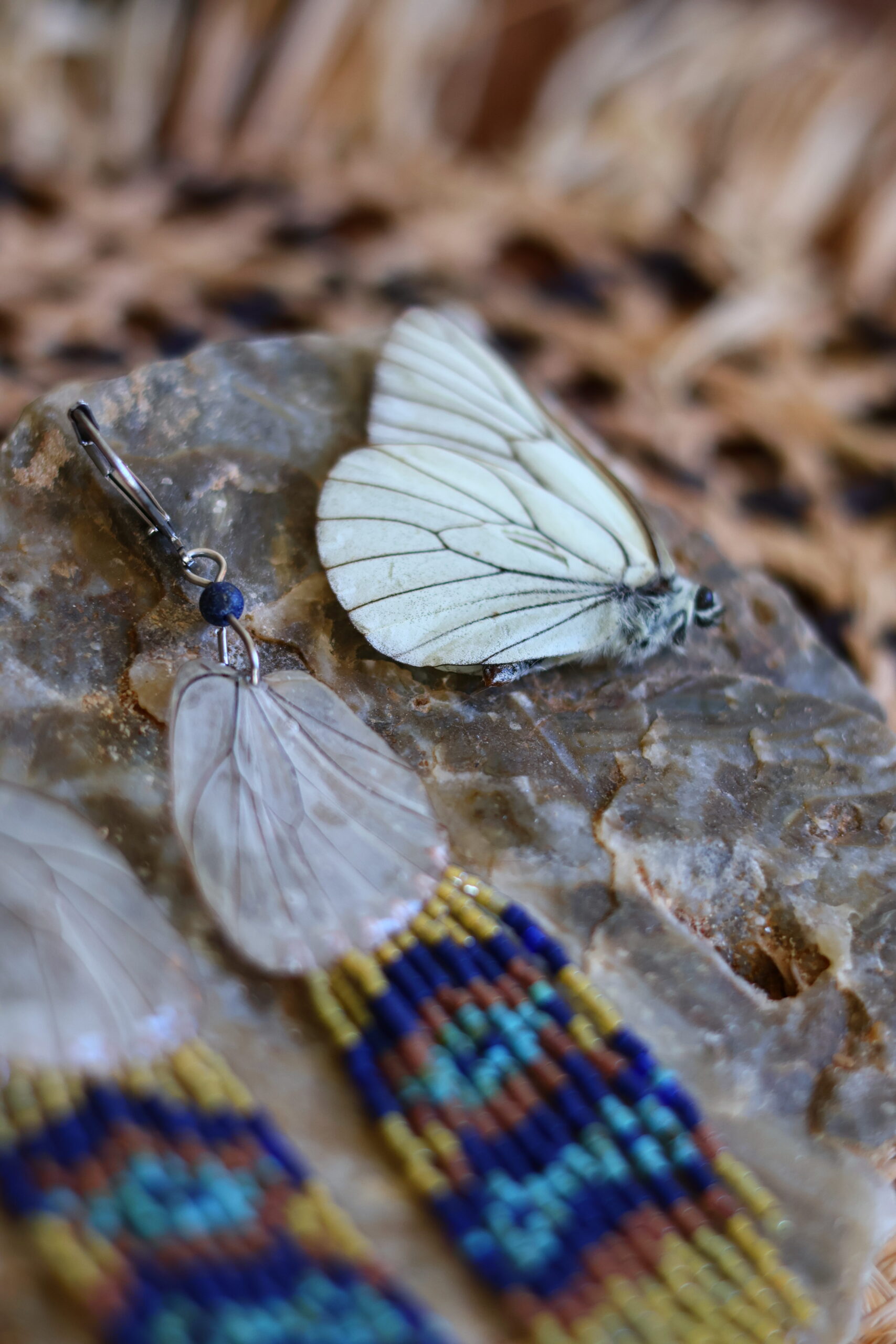 Collection papillon – Image 4